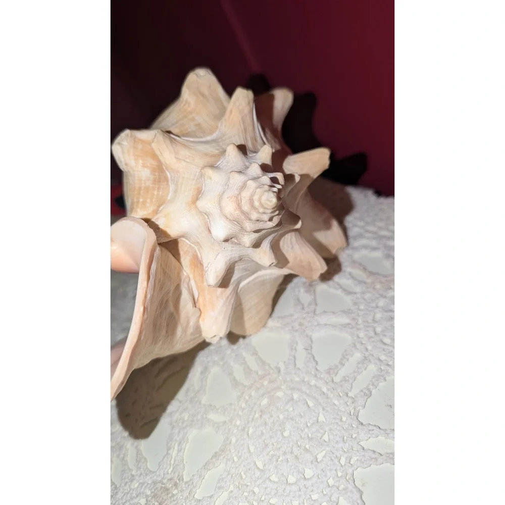 8" Queen Conch Shell Natural Pink Beige Clean Large, Small Hole, Beautiful Pink - Picture 9 of 9
